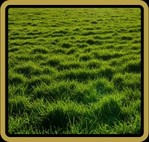Green field